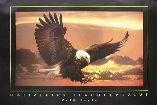 (image for) Eagle - Click Image to Close