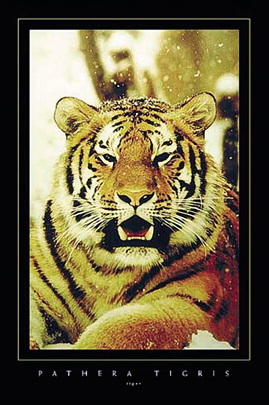 (image for) Tiger - Click Image to Close