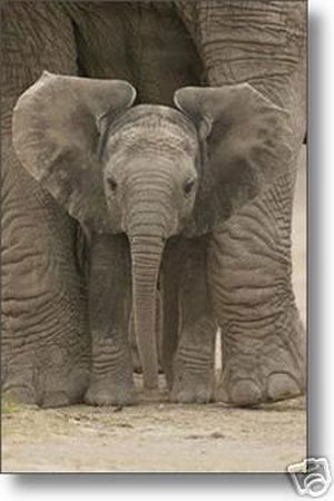 (image for) Baby Elephant - Click Image to Close