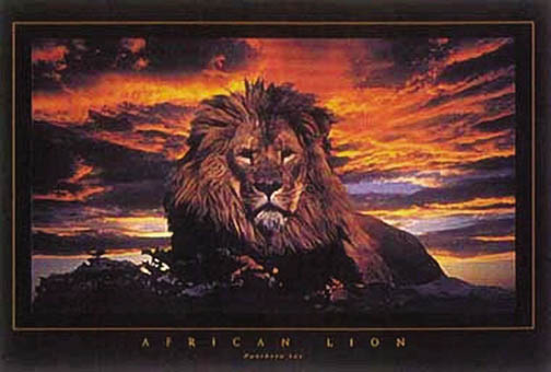 (image for) Lion